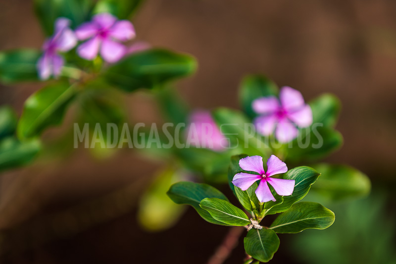 Periwinkle of Madagascar (Catharanthus roseus).