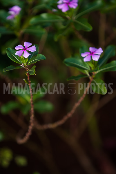 Periwinkle of Madagascar (Catharanthus roseus).