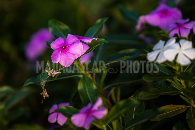 Periwinkle of Madagascar (Catharanthus roseus).