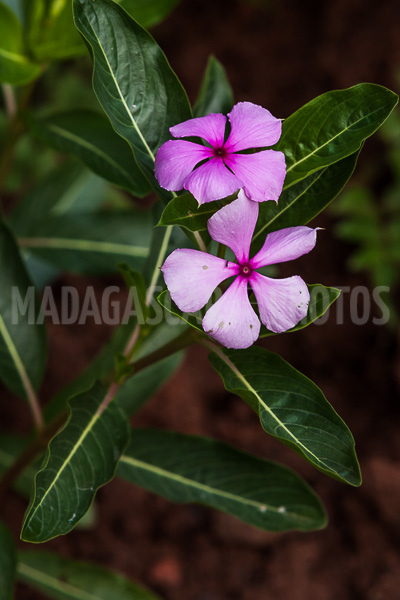 Periwinkle of Madagascar (Catharanthus roseus).