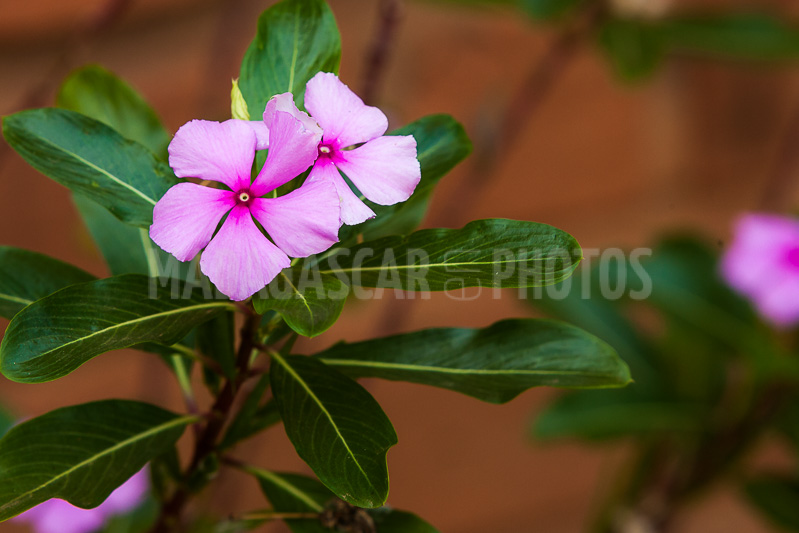 Periwinkle of Madagascar (Catharanthus roseus).