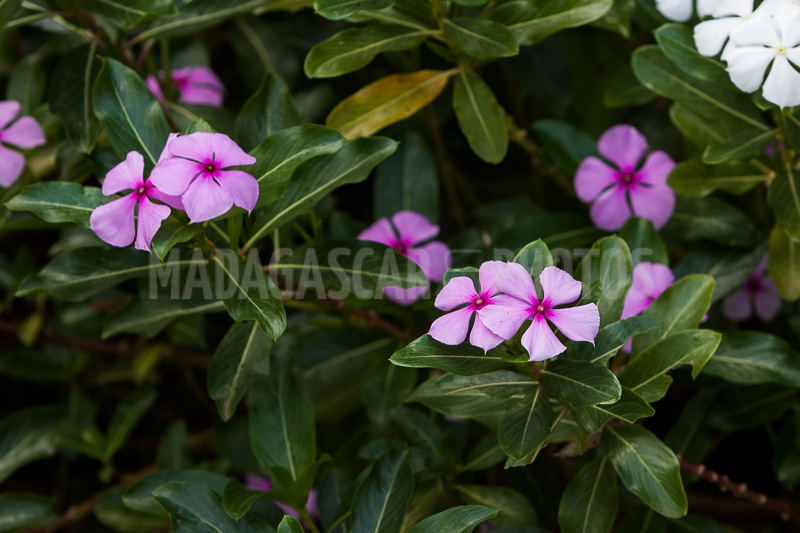 Periwinkle of Madagascar (Catharanthus roseus).