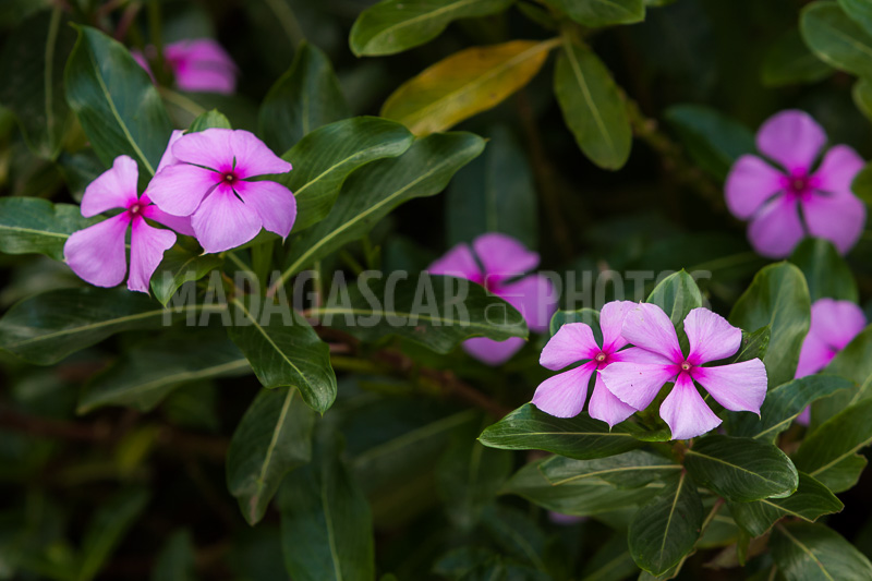 Periwinkle of Madagascar (Catharanthus roseus).