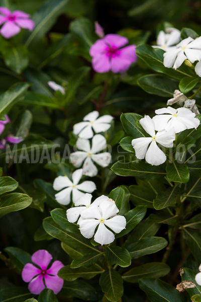 Periwinkle of Madagascar (Catharanthus roseus).