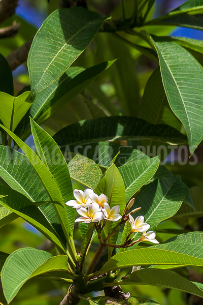 Plumeria, frangipani of Madagascar