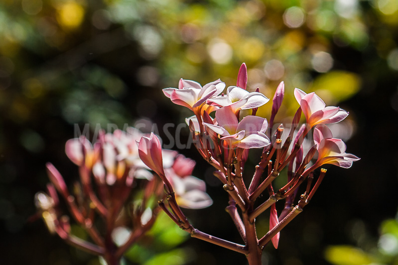 Plumeria, frangipani of Madagascar