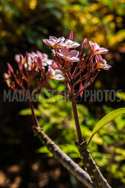 Plumeria, frangipani of Madagascar