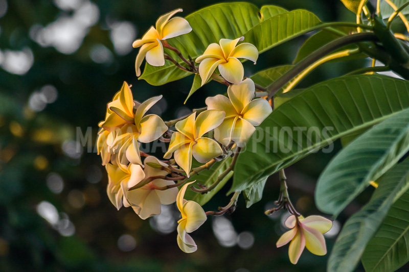 Plumeria, frangipani of Madagascar