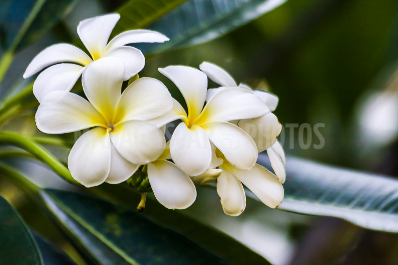 Plumeria, frangipani of Madagascar