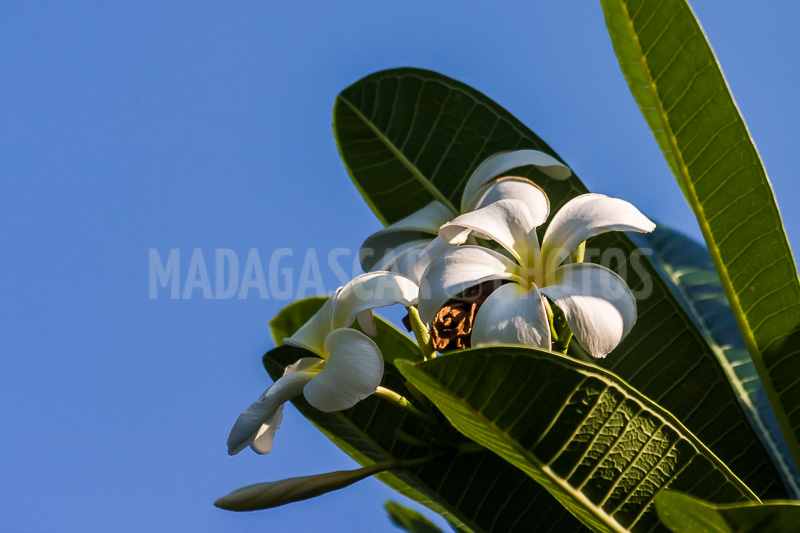 Plumeria, frangipani of Madagascar