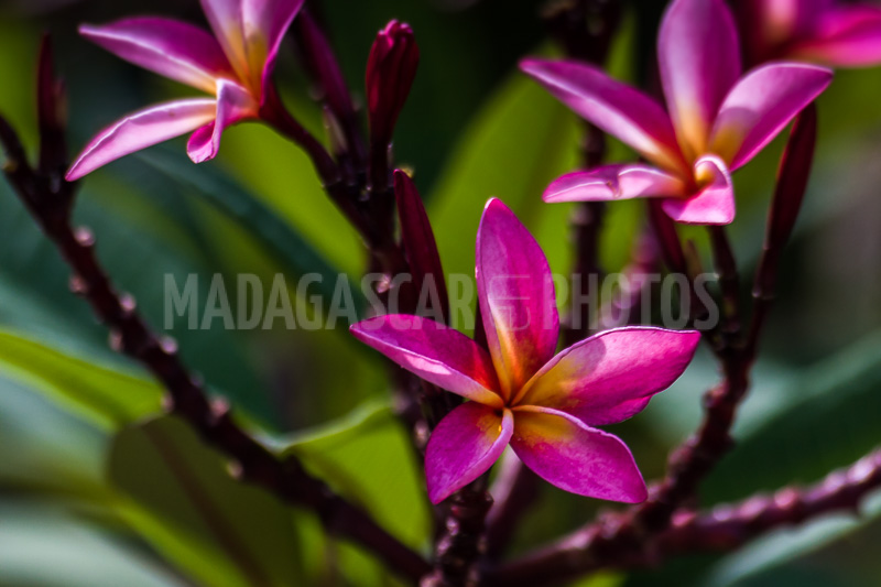 Plumeria, frangipani of Madagascar