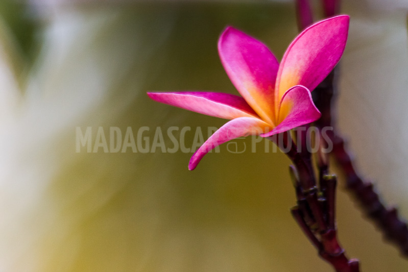 Plumeria, frangipani of Madagascar