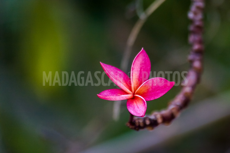 Plumeria, frangipani of Madagascar