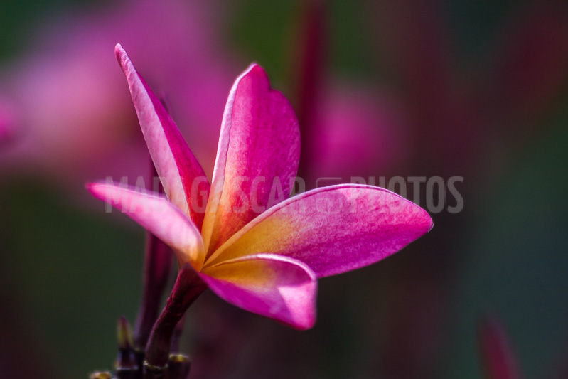 Plumeria, frangipani of Madagascar