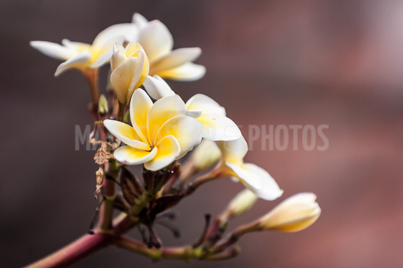 Plumeria, frangipani of Madagascar