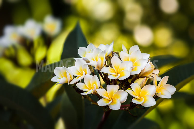 Plumeria, frangipani of Madagascar