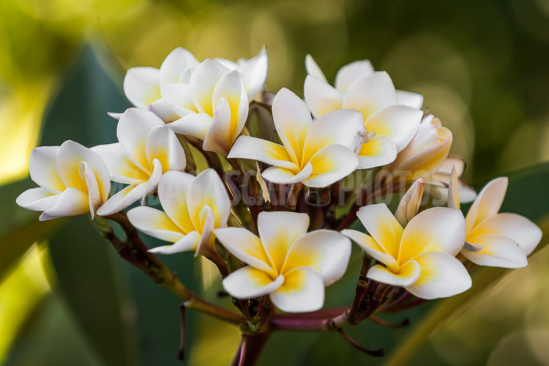 Plumeria, frangipani of Madagascar
