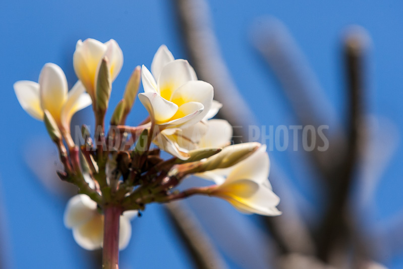 Plumeria, frangipani of Madagascar