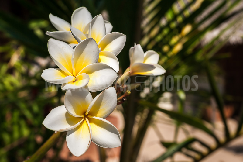 Plumeria, frangipani of Madagascar