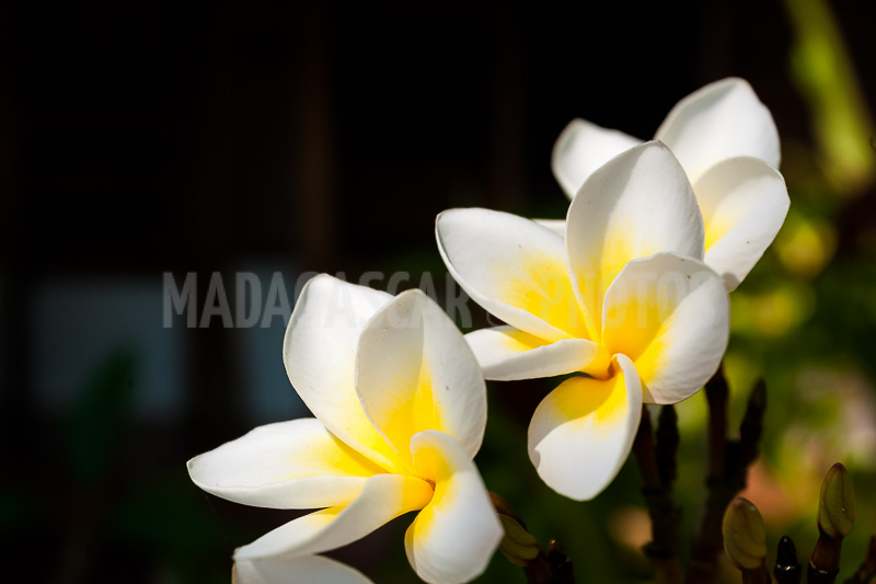 Plumeria, frangipani of Madagascar
