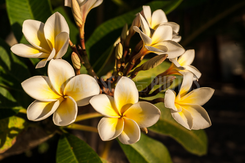Plumeria, frangipani of Madagascar
