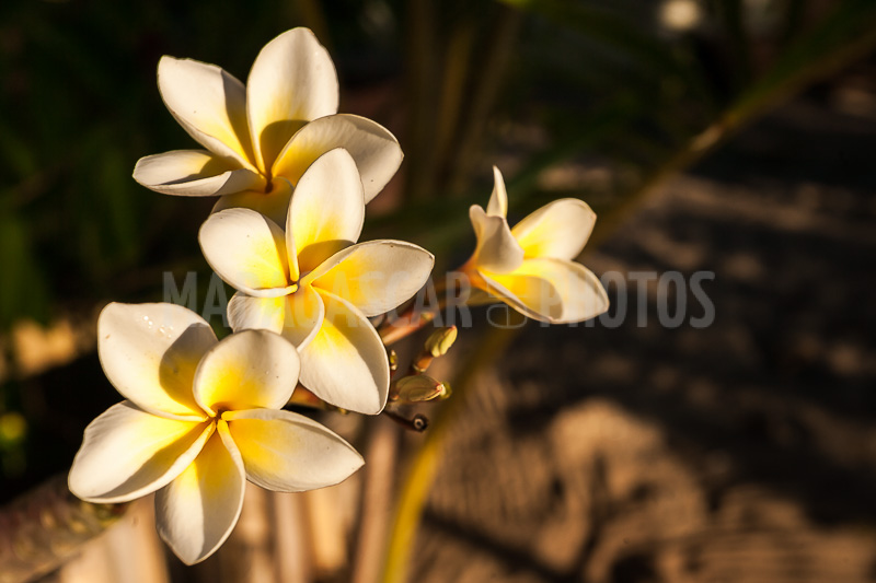 Plumeria, frangipani of Madagascar