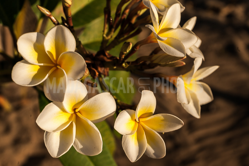 Plumeria, frangipani of Madagascar