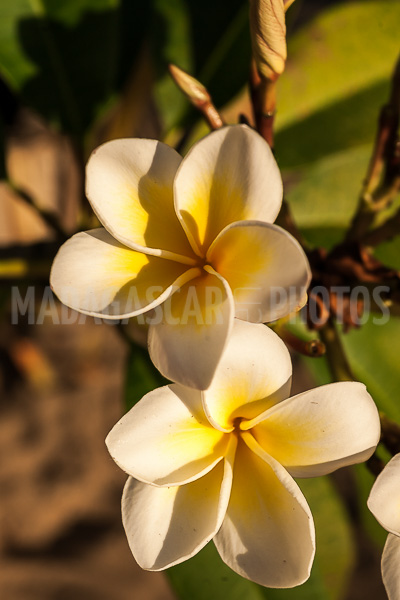 Plumeria, frangipani of Madagascar