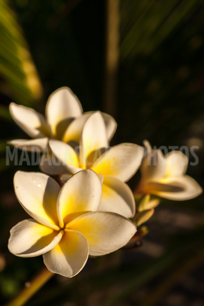 Plumeria, frangipani of Madagascar