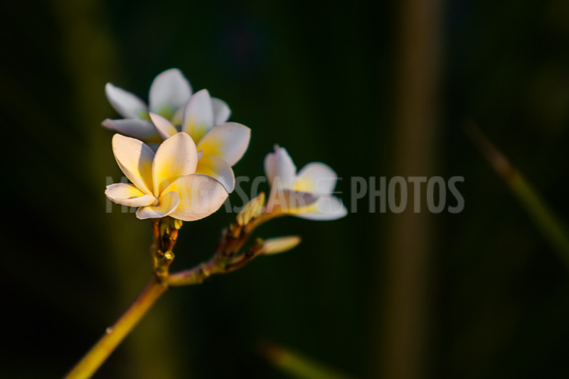 Plumeria, frangipani of Madagascar