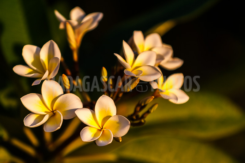Plumeria, frangipani of Madagascar