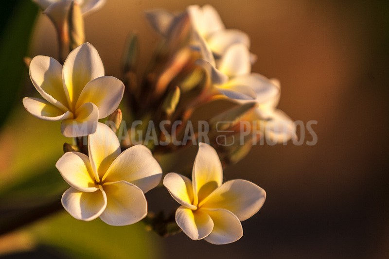 Plumeria, frangipani of Madagascar
