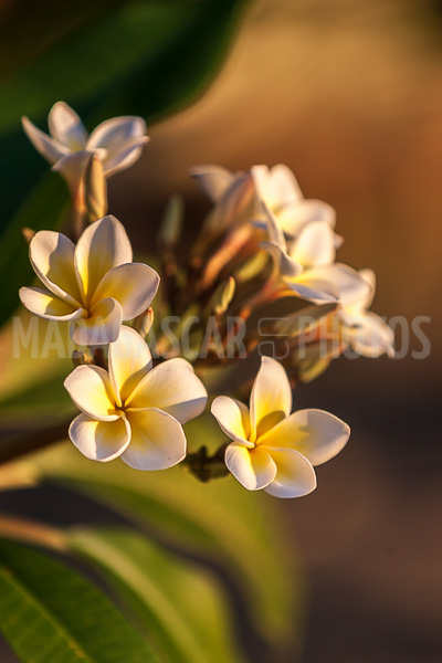 Plumeria, frangipani of Madagascar