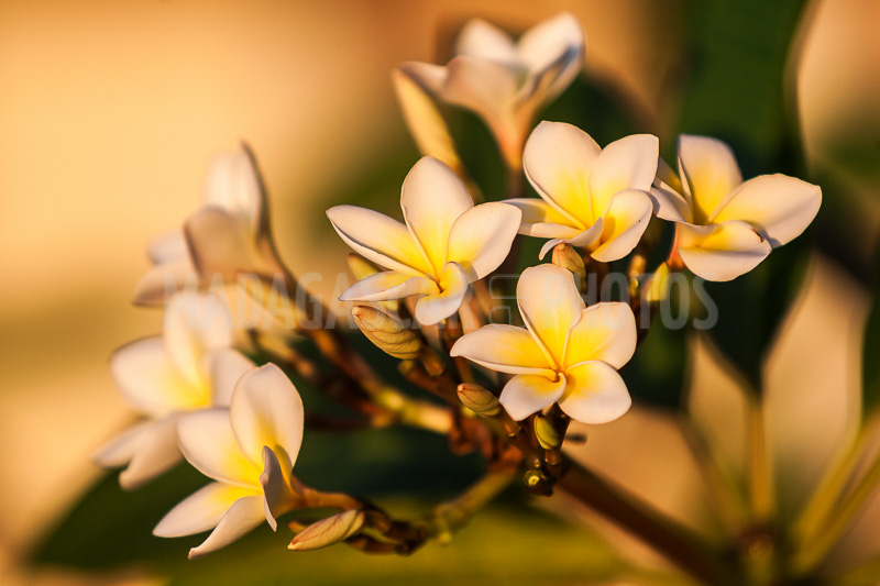 Plumeria, frangipani of Madagascar
