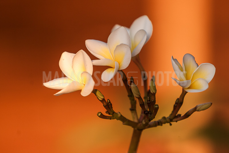 Plumeria, frangipani of Madagascar