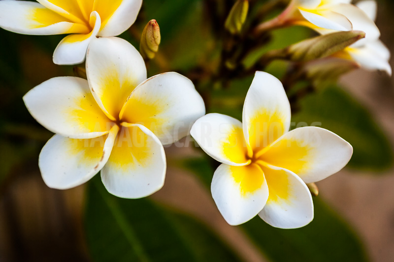 Plumeria, frangipani of Madagascar
