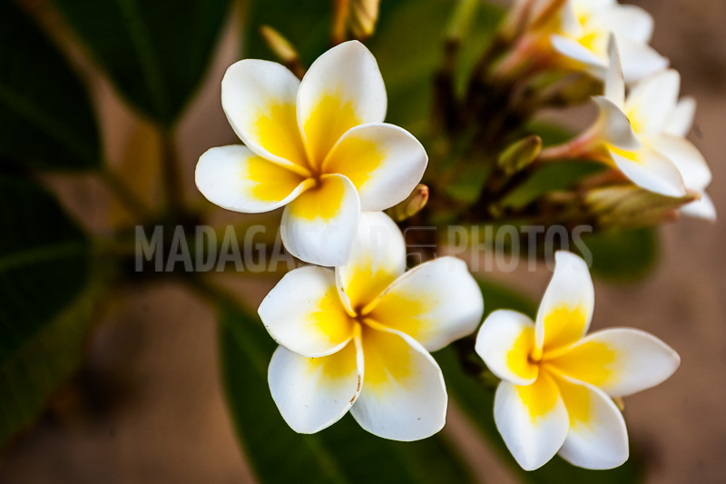Plumeria, frangipani of Madagascar