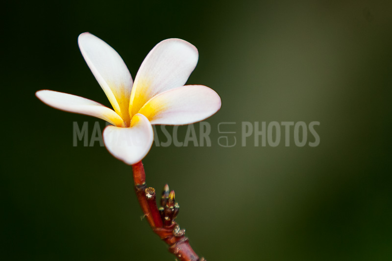 Plumeria, frangipani of Madagascar