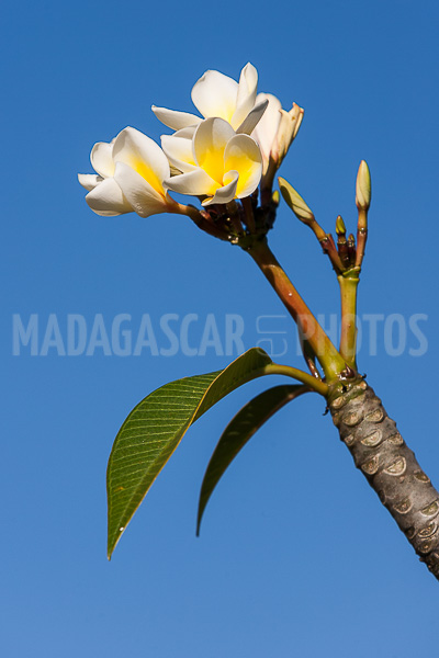 Plumeria, frangipani of Madagascar
