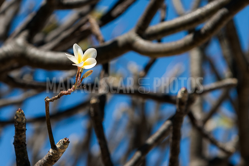 Plumeria, frangipani of Madagascar