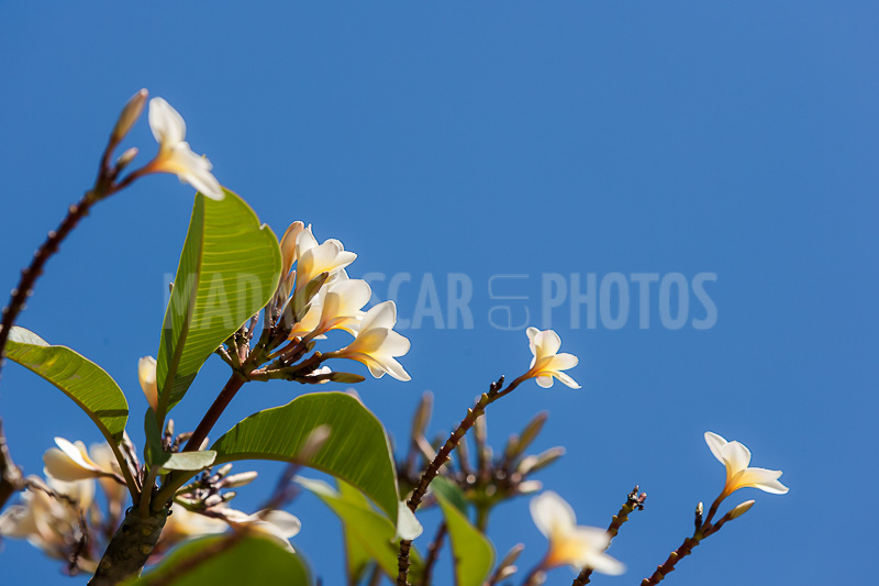 Plumeria, frangipani of Madagascar