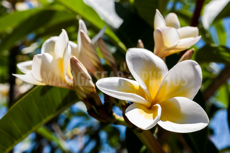 Plumeria, frangipani of Madagascar
