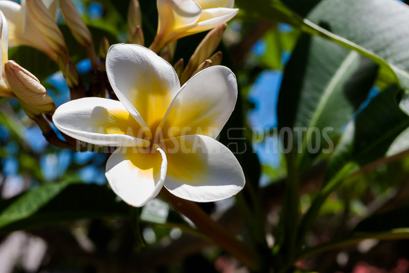 Plumeria, frangipani of Madagascar
