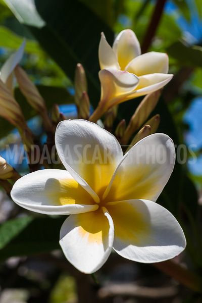 Plumeria, frangipani of Madagascar