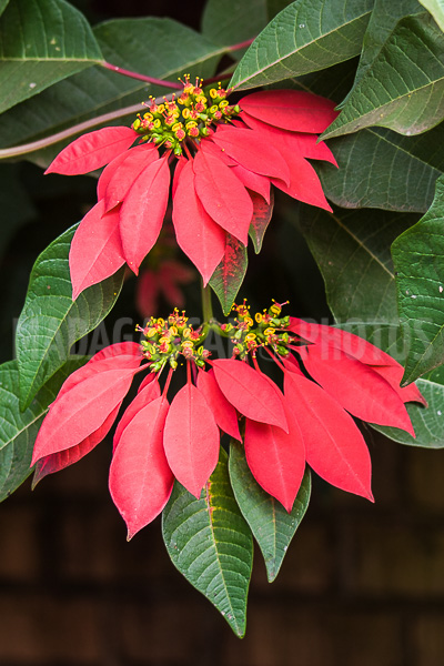 Poinsettia of Madagascar