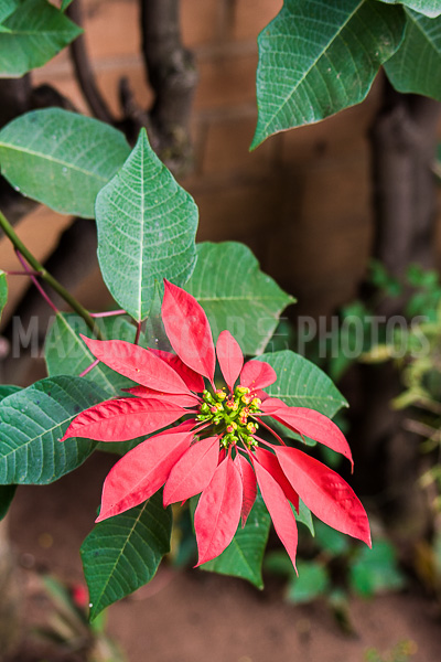 Poinsettia of Madagascar