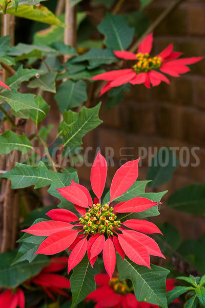 Poinsettia of Madagascar