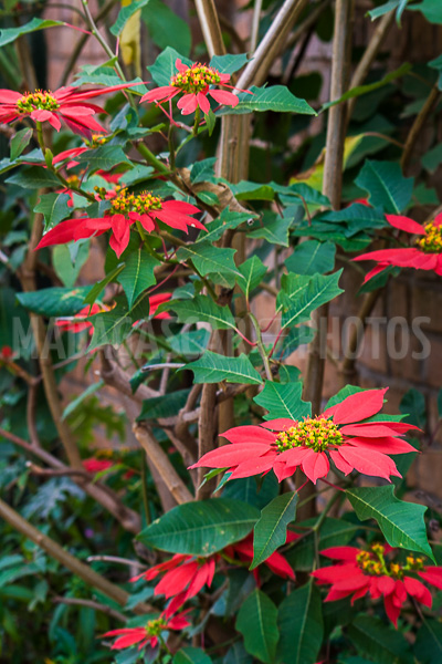 Poinsettia of Madagascar