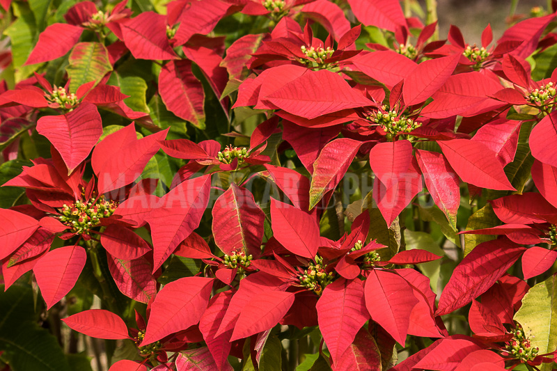 Poinsettia of Madagascar