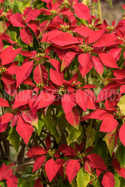 Poinsettia of Madagascar